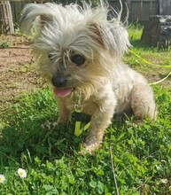 ARON, Hund, Mischlingshund in Hartenstein - Bild 9