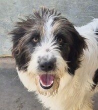 JODIE, Hund, Mischlingshund in Italien - Bild 1