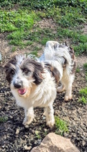 JODIE, Hund, Mischlingshund in Italien - Bild 2