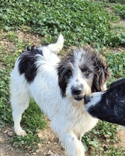 JODIE, Hund, Mischlingshund in Italien - Bild 4