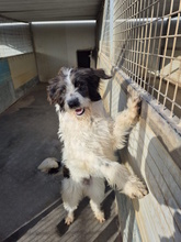 JODIE, Hund, Mischlingshund in Italien - Bild 5