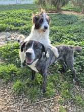 JODIE, Hund, Mischlingshund in Italien - Bild 6