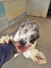 JODIE, Hund, Mischlingshund in Italien - Bild 7