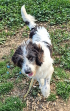 JODIE, Hund, Mischlingshund in Italien - Bild 8