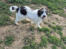 JODIE, Hund, Mischlingshund in Italien - Bild 9