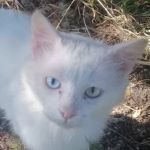 BIANCO, Katze, Europäische Langhaarkatze in Italien - Bild 1