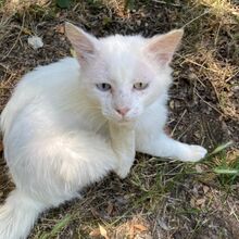 BIANCO, Katze, Europäische Langhaarkatze in Italien - Bild 2