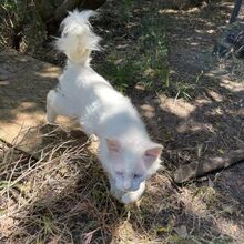 BIANCO, Katze, Europäische Langhaarkatze in Italien - Bild 3