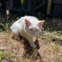 BIANCO, Katze, Europäische Langhaarkatze in Italien - Bild 4