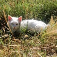 BIANCO, Katze, Europäische Langhaarkatze in Italien - Bild 6