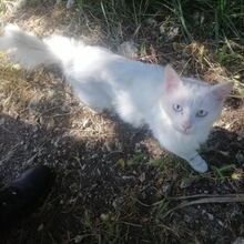 BIANCO, Katze, Europäische Langhaarkatze in Italien - Bild 7