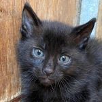CARLA, Katze, Europäisch Kurzhaar in Italien - Bild 1