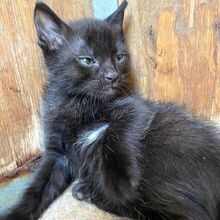 CARLA, Katze, Europäisch Kurzhaar in Italien - Bild 2