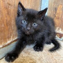 CARLA, Katze, Europäisch Kurzhaar in Italien - Bild 3