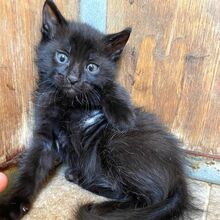 CARLA, Katze, Europäisch Kurzhaar in Italien - Bild 4