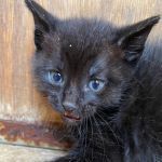 CARLO, Katze, Europäisch Kurzhaar in Italien