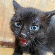 CARLO, Katze, Europäisch Kurzhaar in Italien - Bild 2