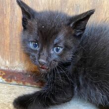 CARLO, Katze, Europäisch Kurzhaar in Italien - Bild 5