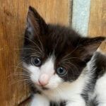 CILIA, Katze, Europäisch Kurzhaar in Italien - Bild 1