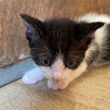CILIA, Katze, Europäisch Kurzhaar in Italien - Bild 2