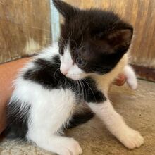 CILIA, Katze, Europäisch Kurzhaar in Italien - Bild 3