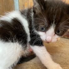 CILIA, Katze, Europäisch Kurzhaar in Italien - Bild 4
