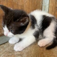 CILIA, Katze, Europäisch Kurzhaar in Italien - Bild 5