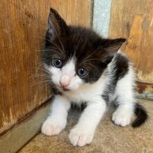 CILIA, Katze, Europäisch Kurzhaar in Italien - Bild 7