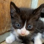 CLAUDIO, Katze, Europäisch Kurzhaar in Italien - Bild 1