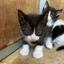CLAUDIO, Katze, Europäisch Kurzhaar in Italien - Bild 3