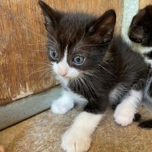 CLAUDIO, Katze, Europäisch Kurzhaar in Italien - Bild 4