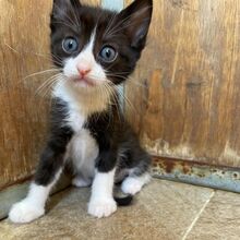 CLAUDIO, Katze, Europäisch Kurzhaar in Italien - Bild 5