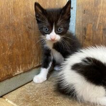 CLAUDIO, Katze, Europäisch Kurzhaar in Italien - Bild 6