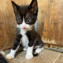 CLAUDIO, Katze, Europäisch Kurzhaar in Italien - Bild 7