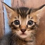DANA, Katze, Europäisch Kurzhaar in Italien - Bild 1