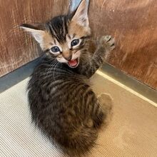 DANA, Katze, Europäisch Kurzhaar in Italien - Bild 2