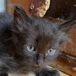 DANIELO, Katze, Europäische Langhaarkatze in Italien - Bild 1