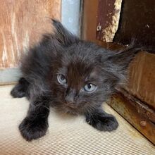 DANIELO, Katze, Europäische Langhaarkatze in Italien - Bild 2