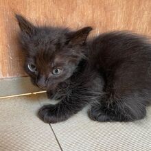 DANIELO, Katze, Europäische Langhaarkatze in Italien - Bild 3