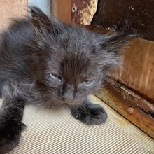 DANIELO, Katze, Europäische Langhaarkatze in Italien - Bild 4