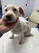 TRIXIE, Hund, Mischlingshund in Rumänien - Bild 1