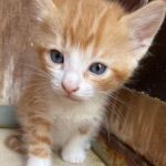 DIDO, Katze, Europäisch Kurzhaar in Italien - Bild 1