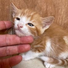 DIDO, Katze, Europäisch Kurzhaar in Italien - Bild 2