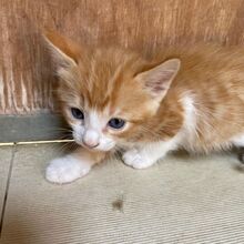 DIDO, Katze, Europäisch Kurzhaar in Italien - Bild 5