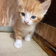 DIDO, Katze, Europäisch Kurzhaar in Italien - Bild 7