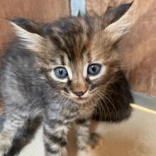 DORA, Katze, Europäisch Kurzhaar in Italien
