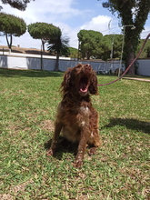 GINA, Hund, Epagneul Breton in Spanien - Bild 4