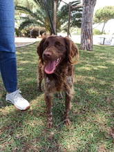 GINA, Hund, Epagneul Breton in Spanien - Bild 5