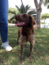 GINA, Hund, Epagneul Breton in Spanien - Bild 6