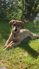 TACO, Hund, Mischlingshund in Kürten - Bild 1